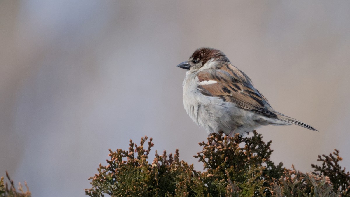 House Sparrow - ML650507536