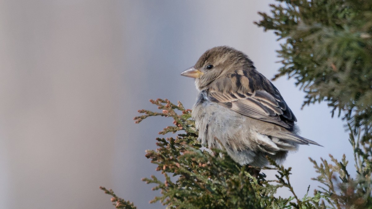 House Sparrow - ML650507537