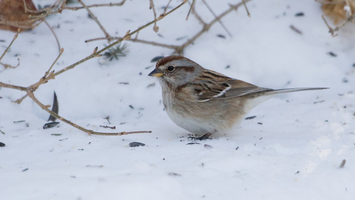 American Tree Sparrow - ML650507560