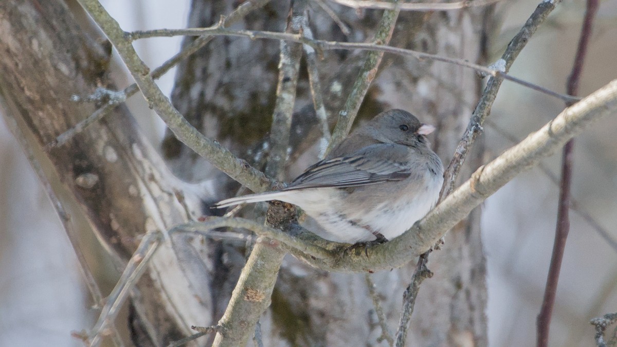 Dark-eyed Junco - ML650507572