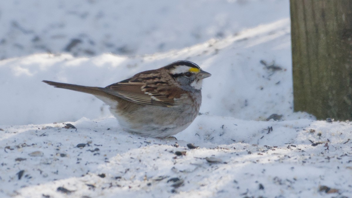 White-throated Sparrow - ML650507587