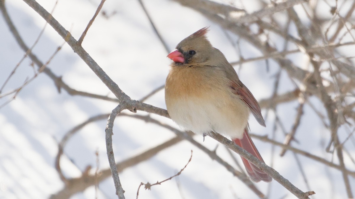 Northern Cardinal - ML650507604