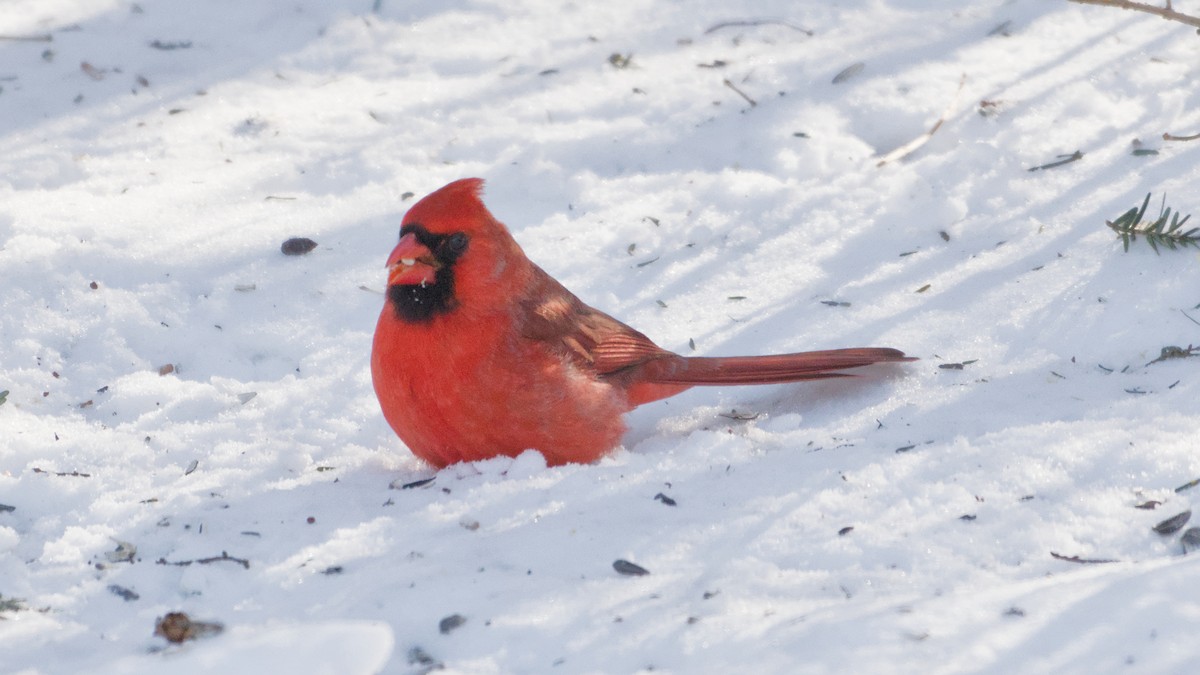 Northern Cardinal - ML650507606