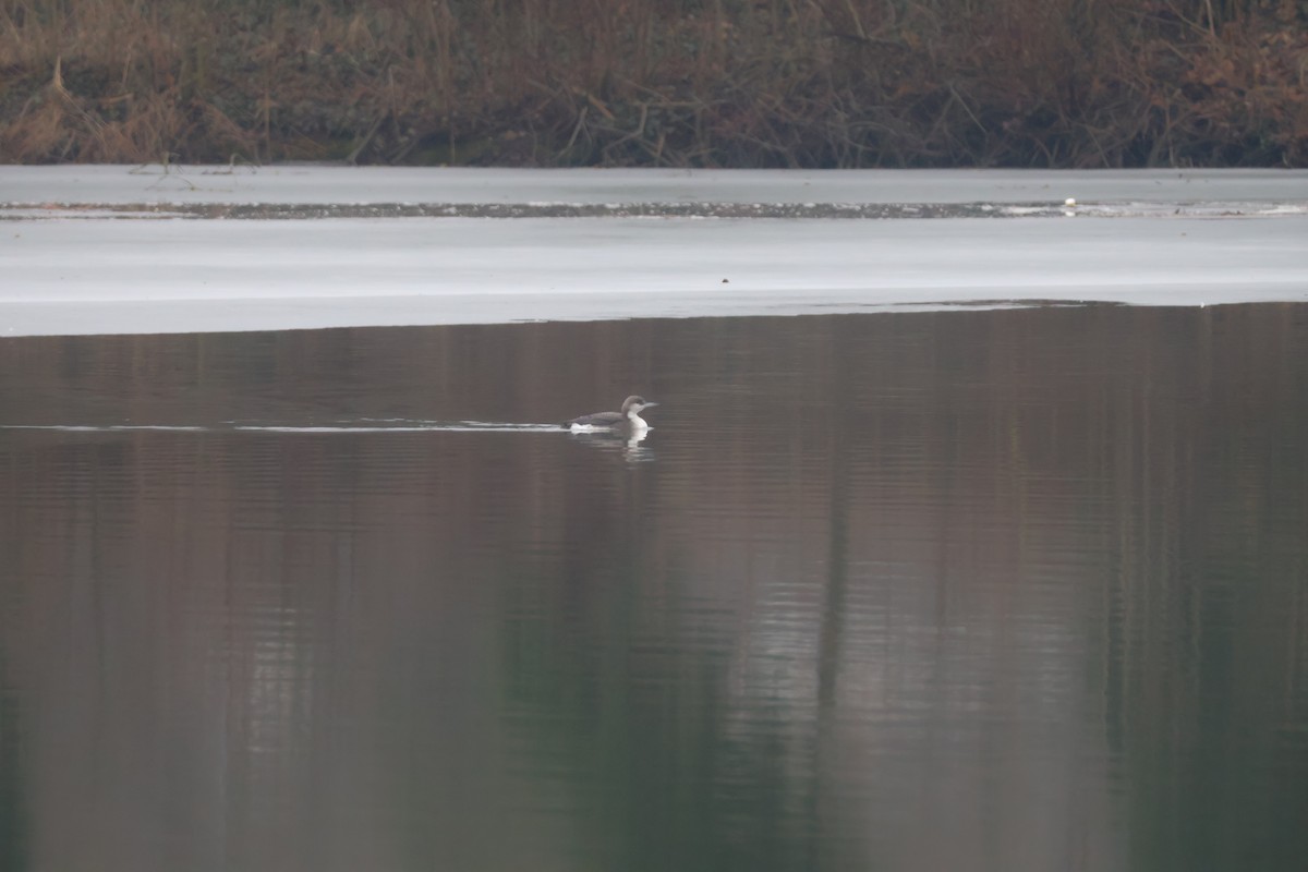 Strolaga mezzana - ML650507859