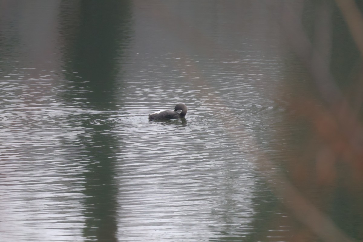 Strolaga mezzana - ML650507860