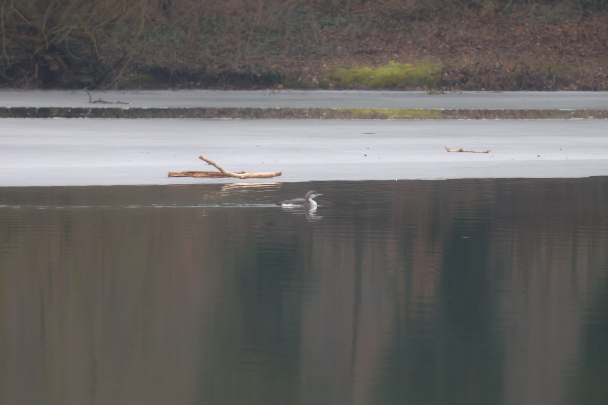 Strolaga mezzana - ML650507861