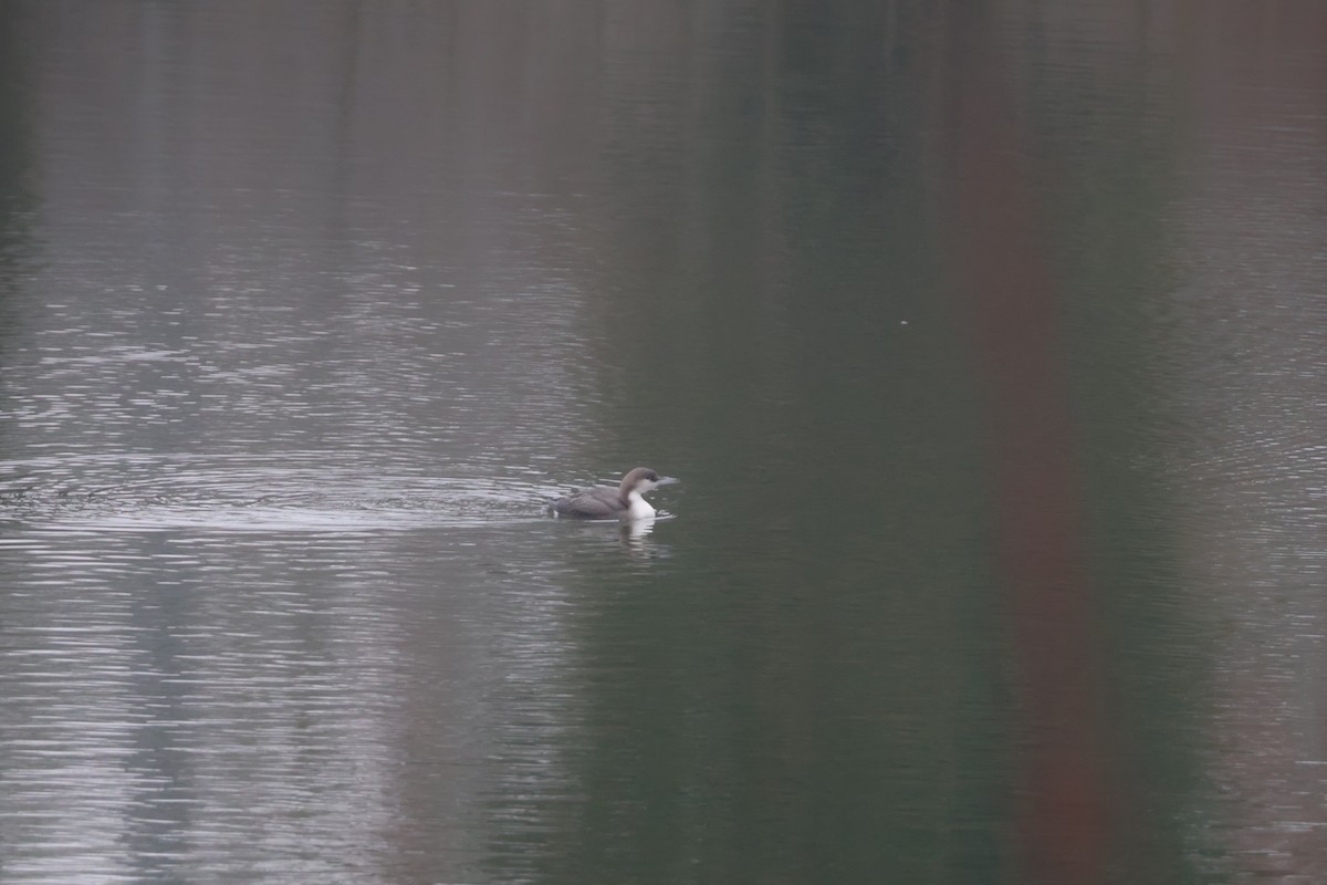 Strolaga mezzana - ML650507863