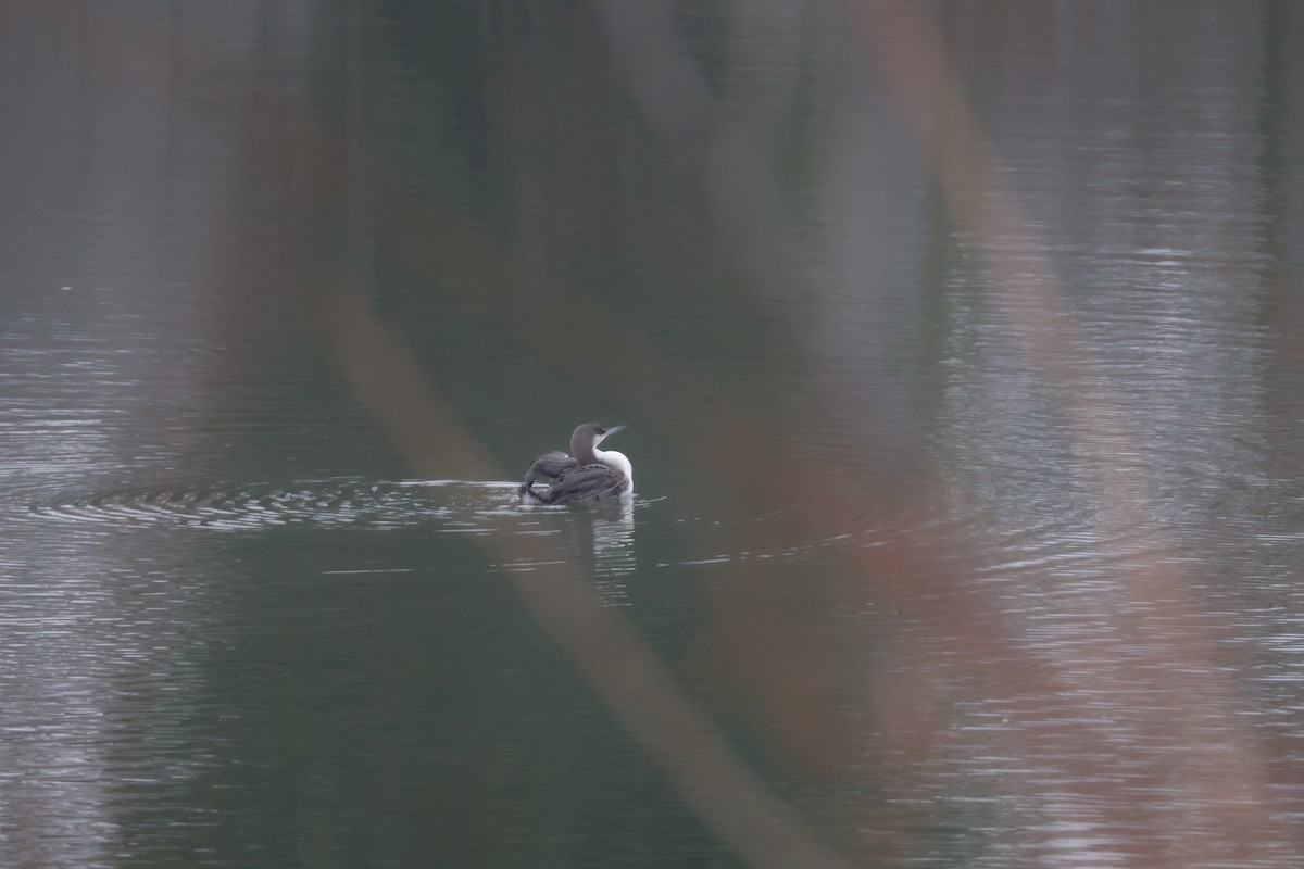 Strolaga mezzana - ML650507865