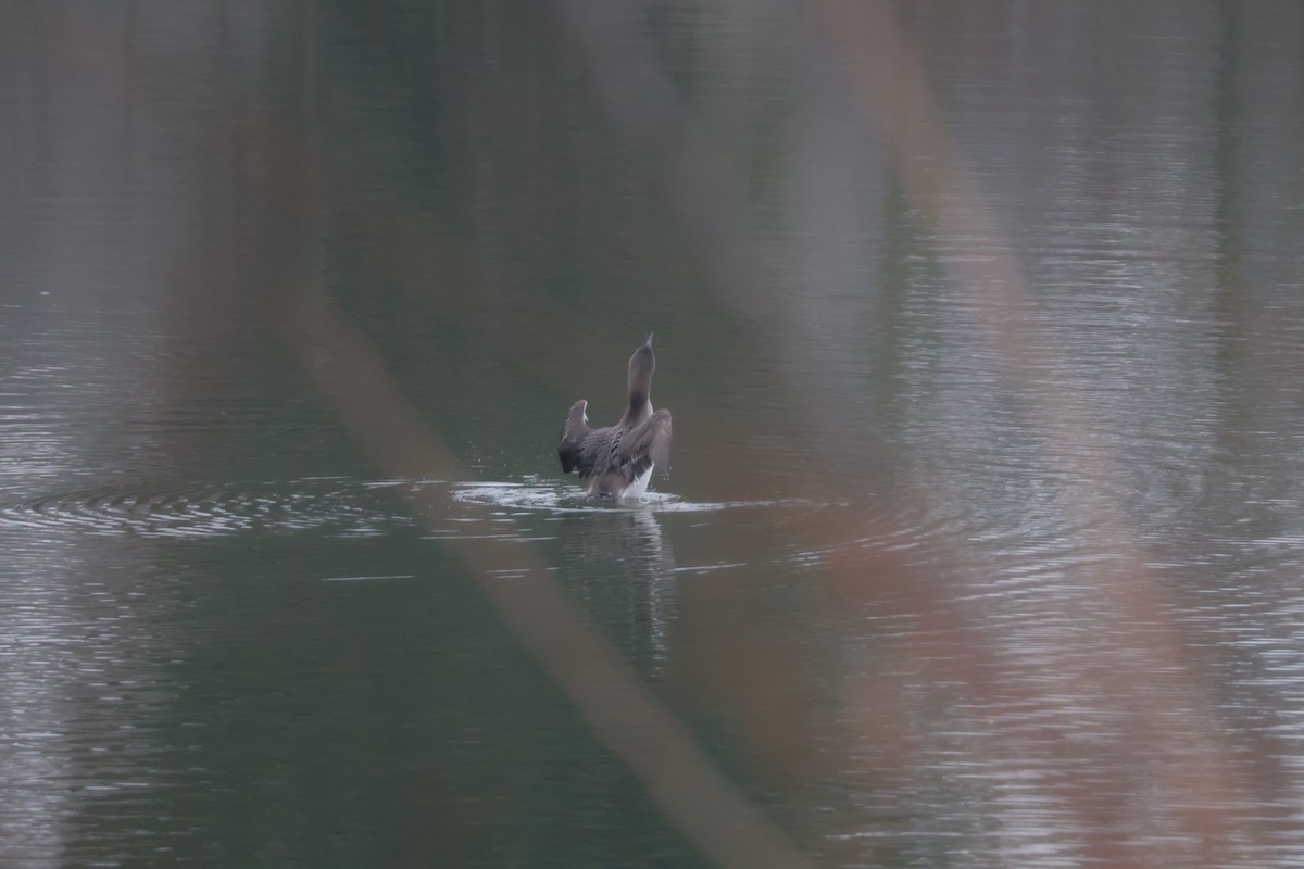 Strolaga mezzana - ML650507866