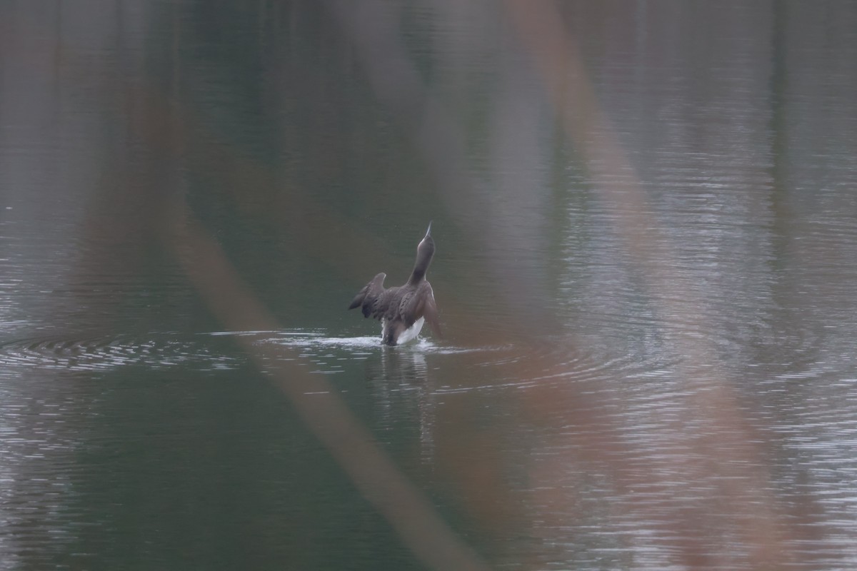 Strolaga mezzana - ML650507867