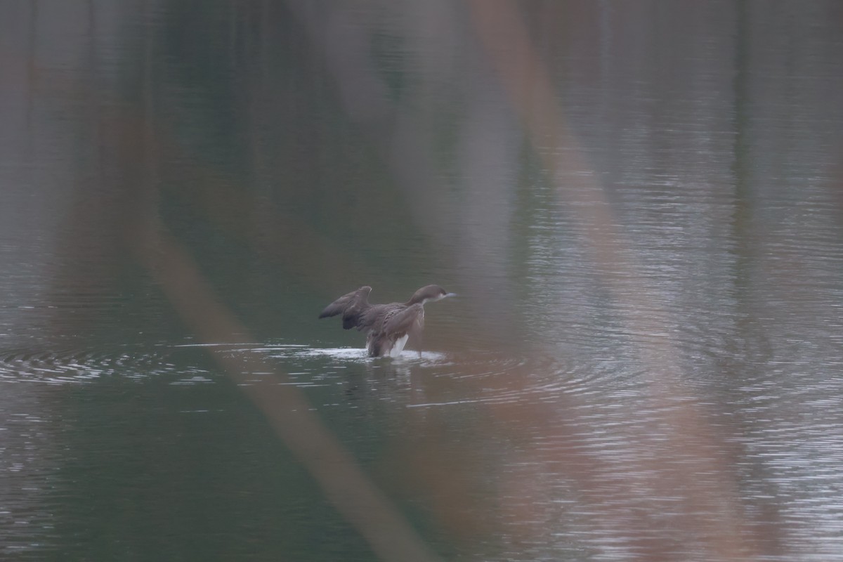 Strolaga mezzana - ML650507868