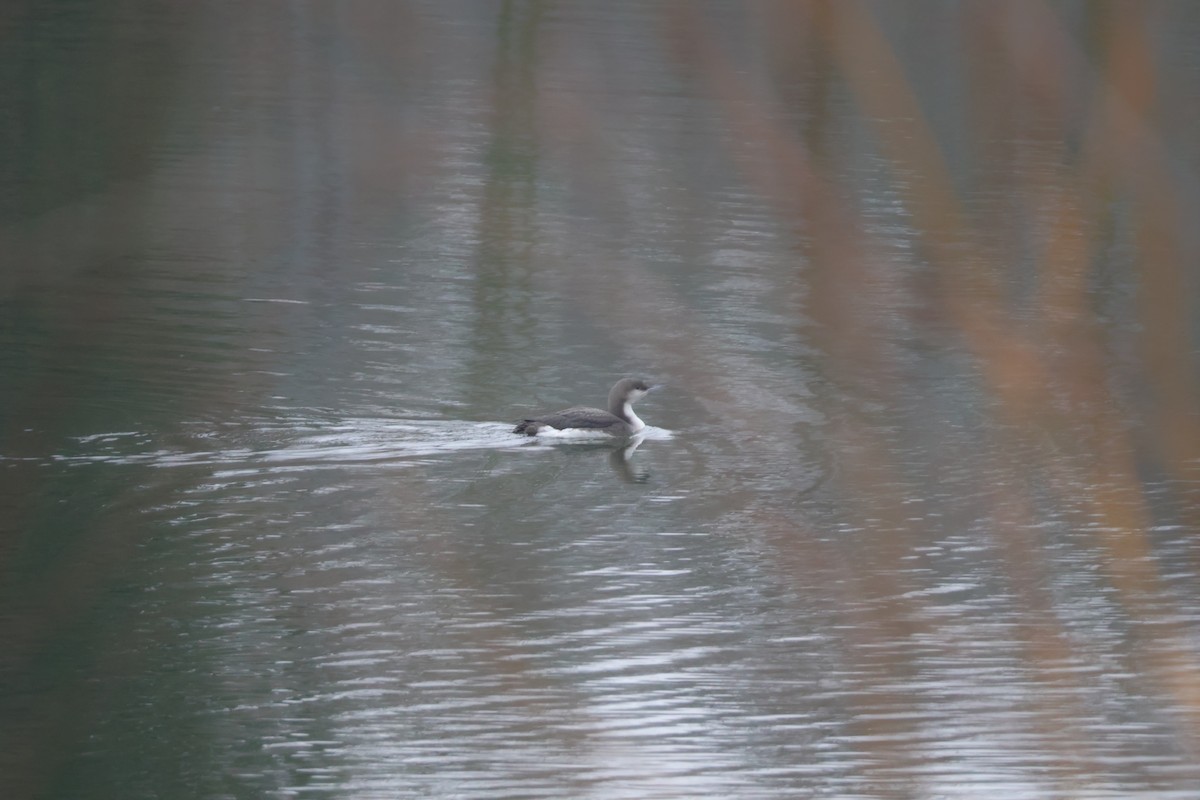 Strolaga mezzana - ML650507869