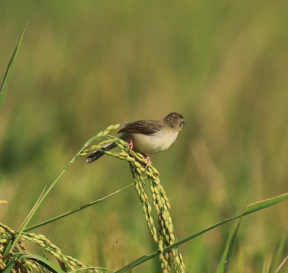 Plain Prinia - ML650508564