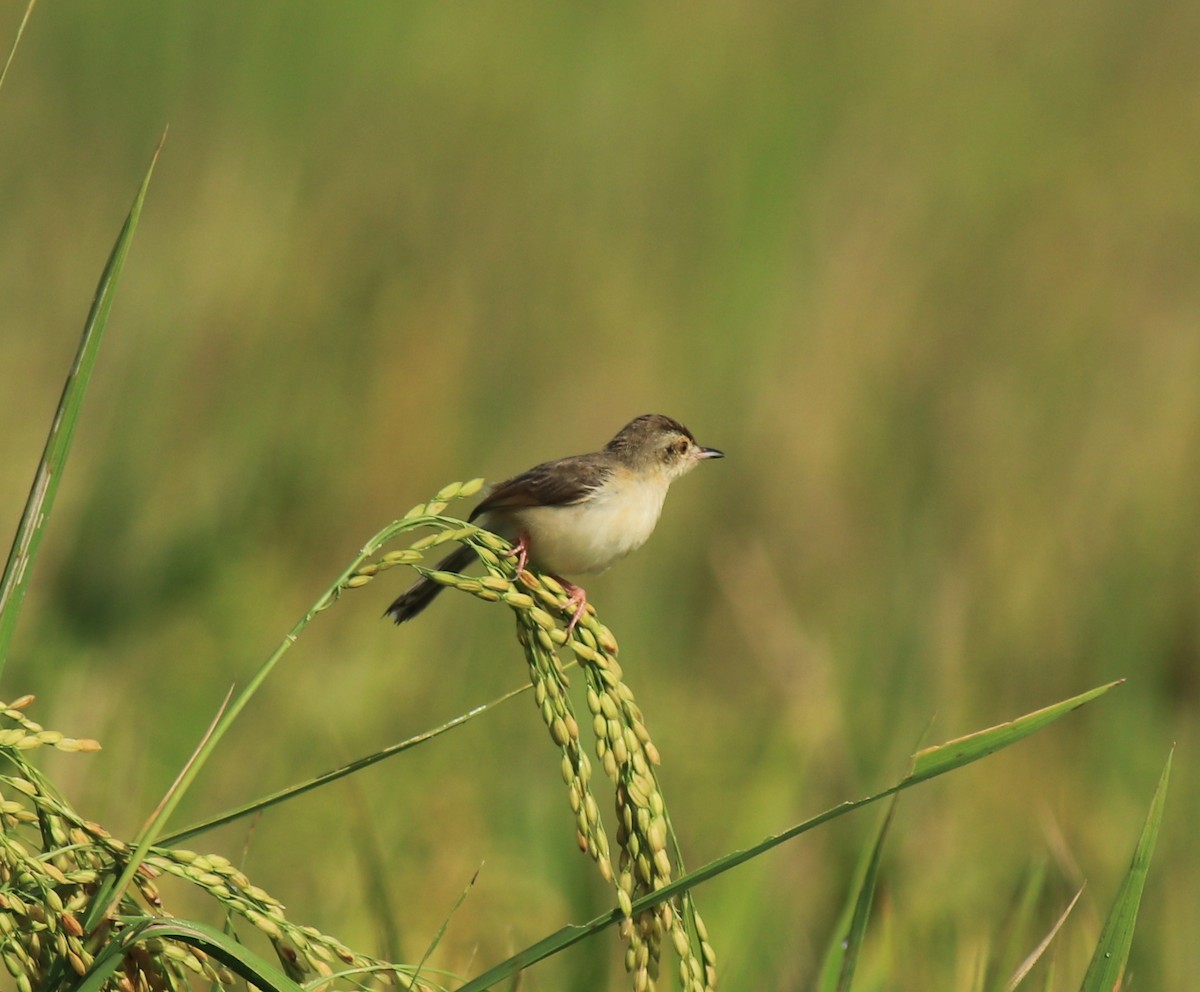 Plain Prinia - ML650508565