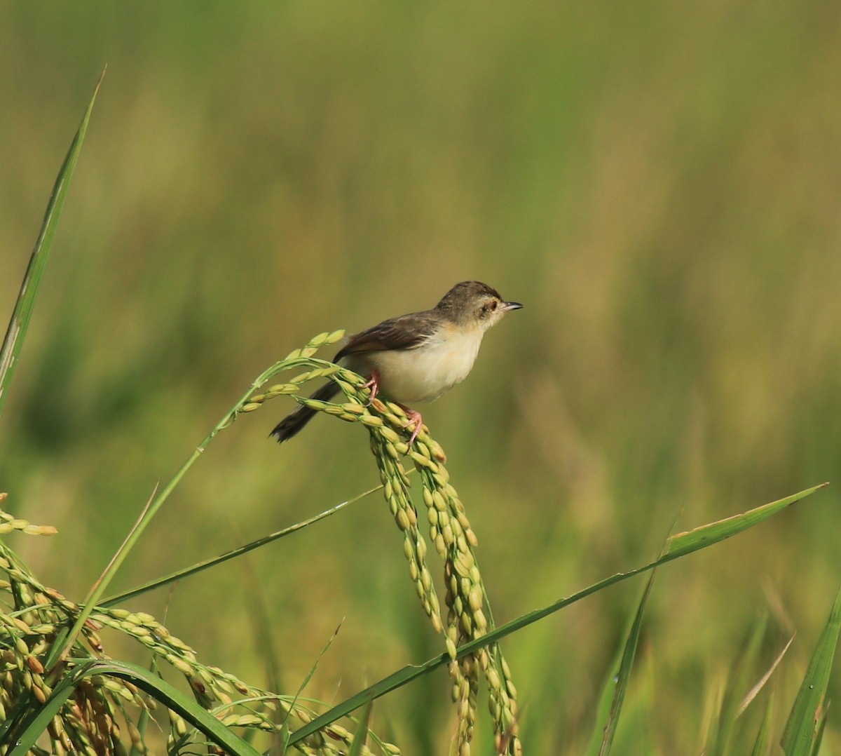 Plain Prinia - ML650508567