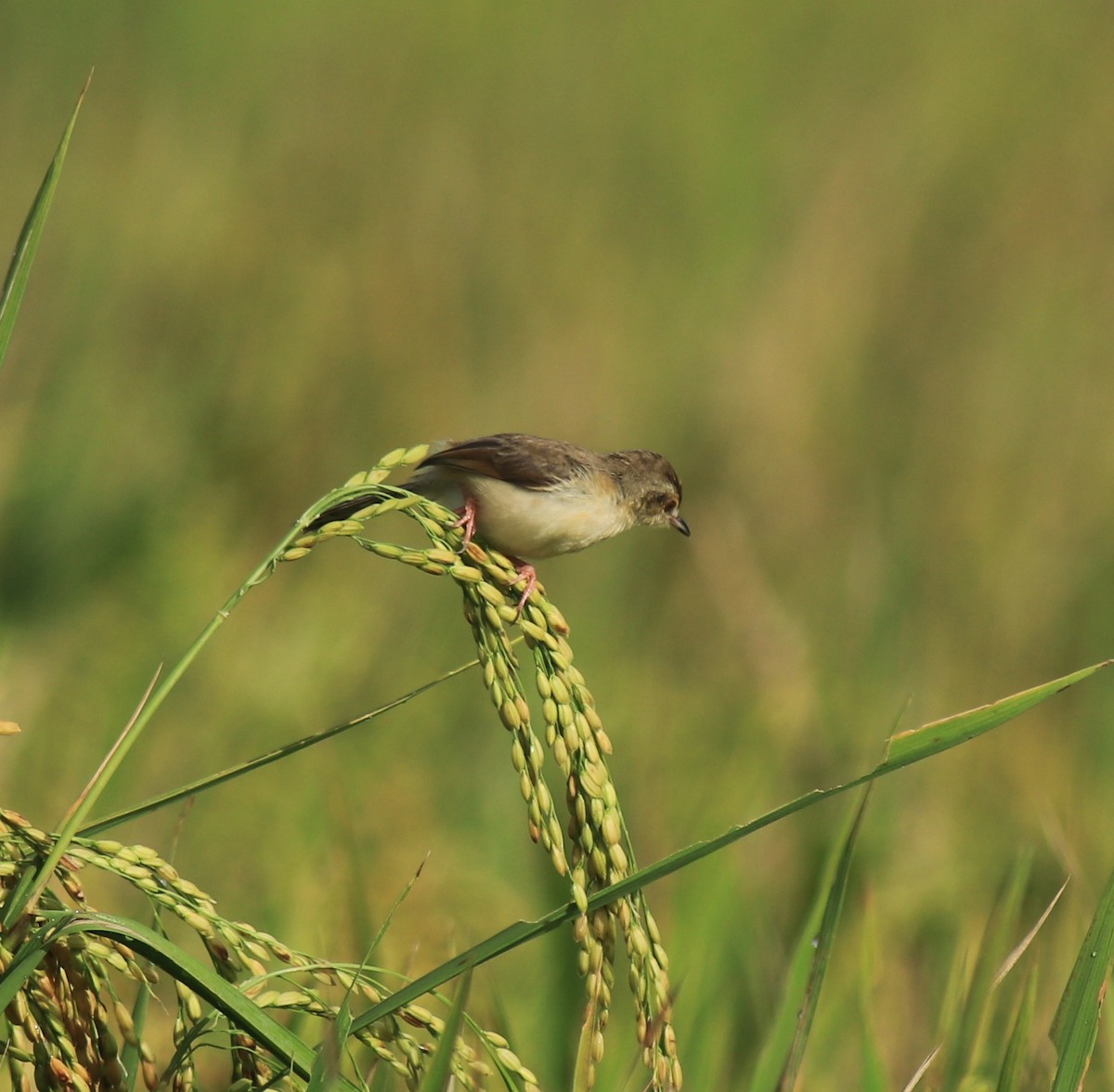 Plain Prinia - ML650508568