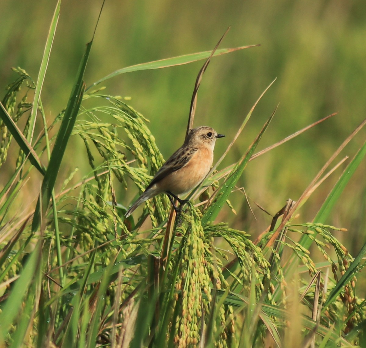 Siberian Stonechat - ML650508658
