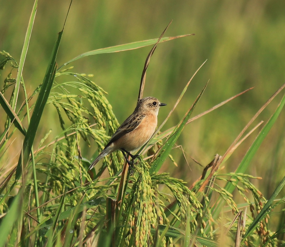 Siberian Stonechat - ML650508659