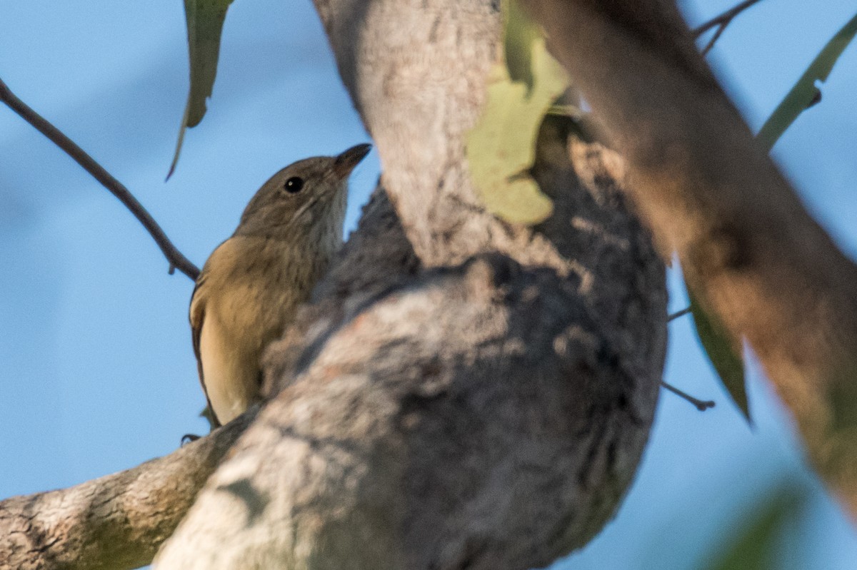 Rufous Whistler - ML65050871