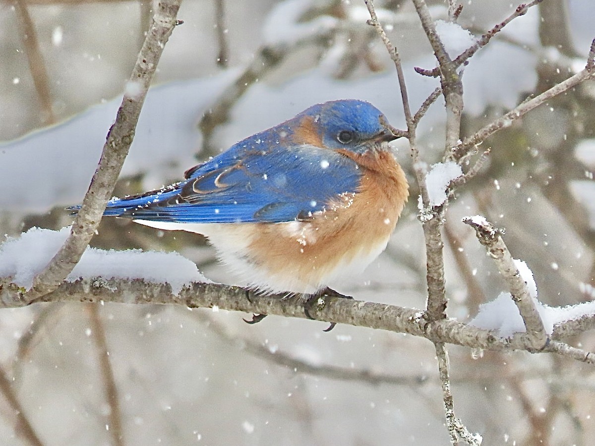 Eastern Bluebird - ML650508807
