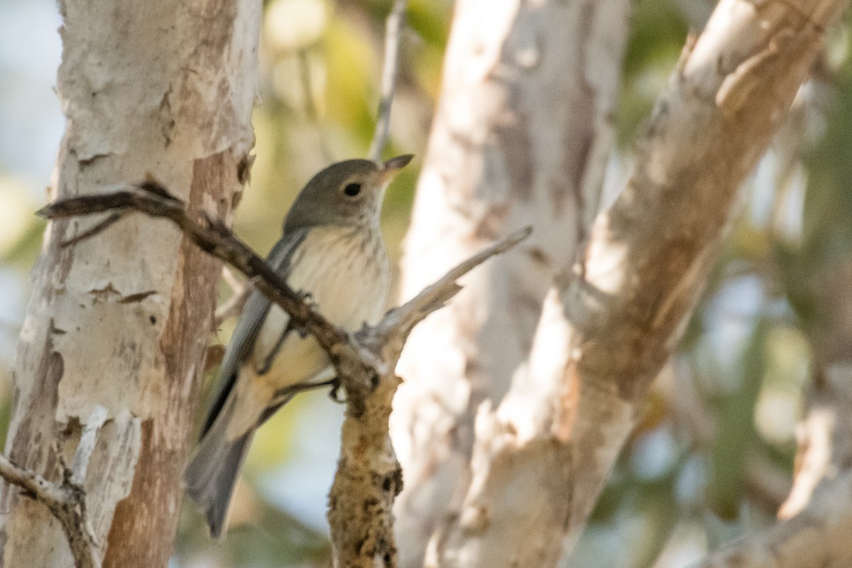 Rufous Whistler - ML65050881