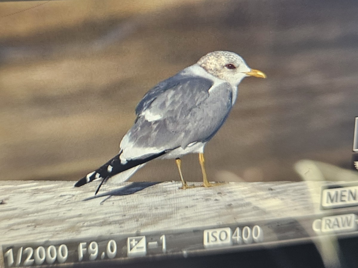 Kurzschnabel-Sturmmöwe - ML650508849