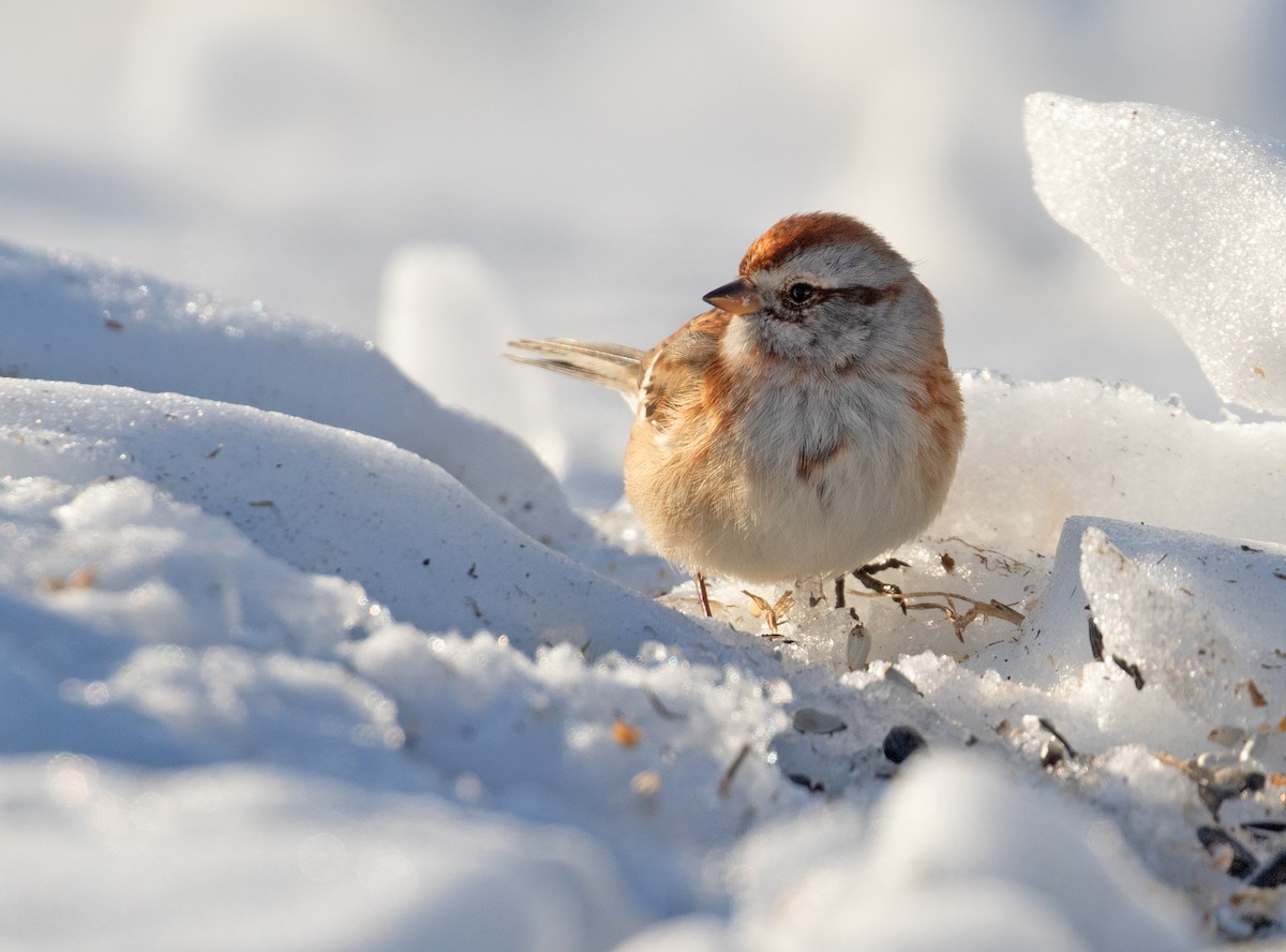 bjørkespurv - ML650509022