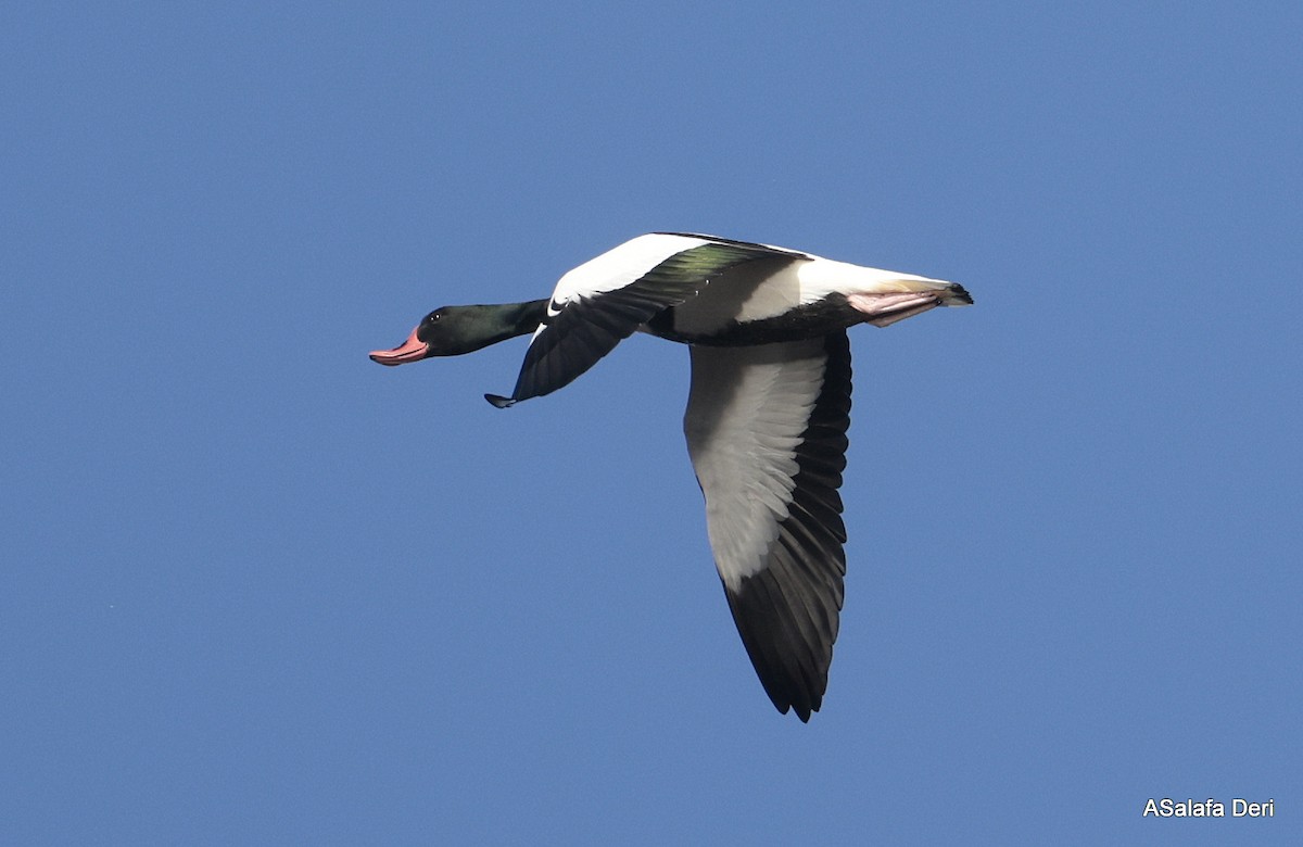 Brandgans - ML650509329