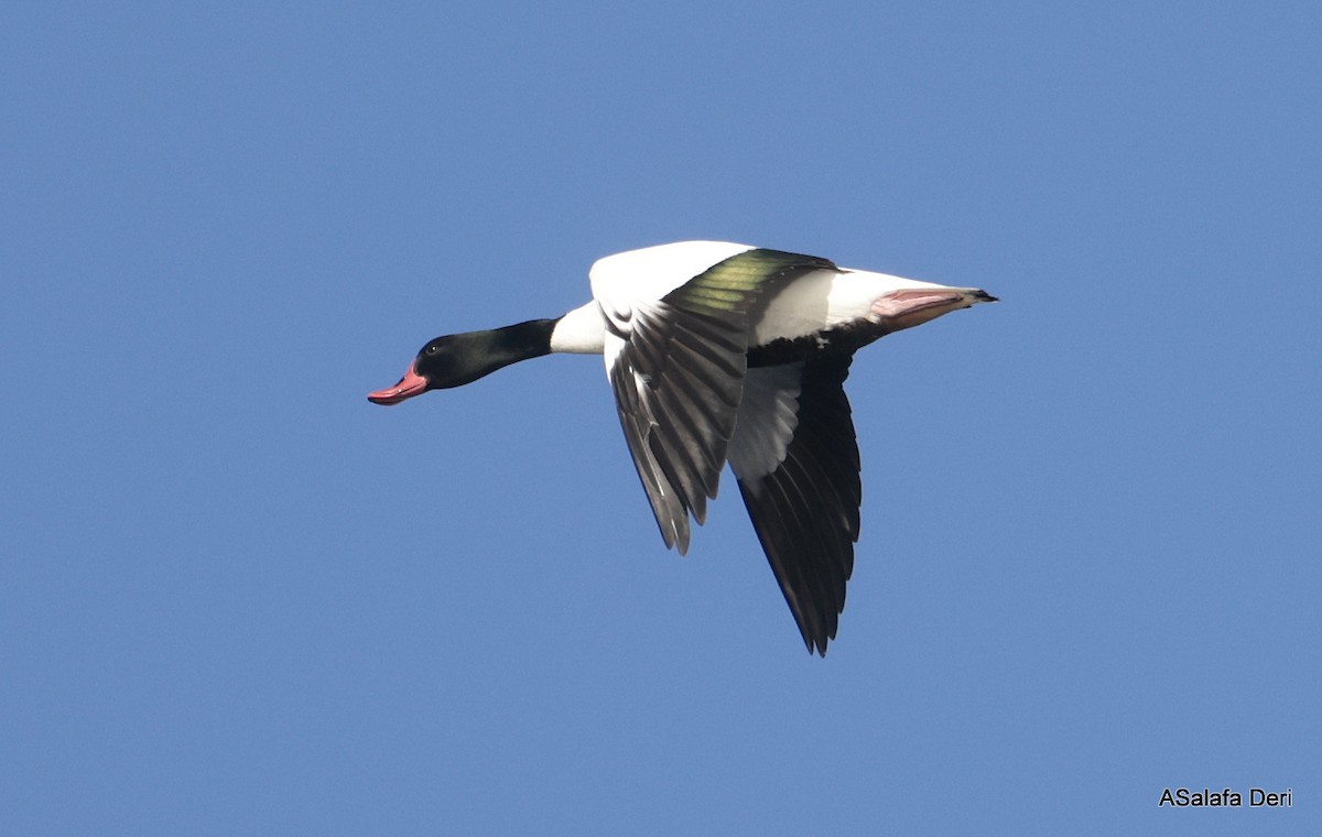 Brandgans - ML650509330