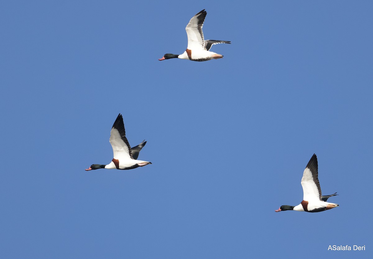 Brandgans - ML650509428