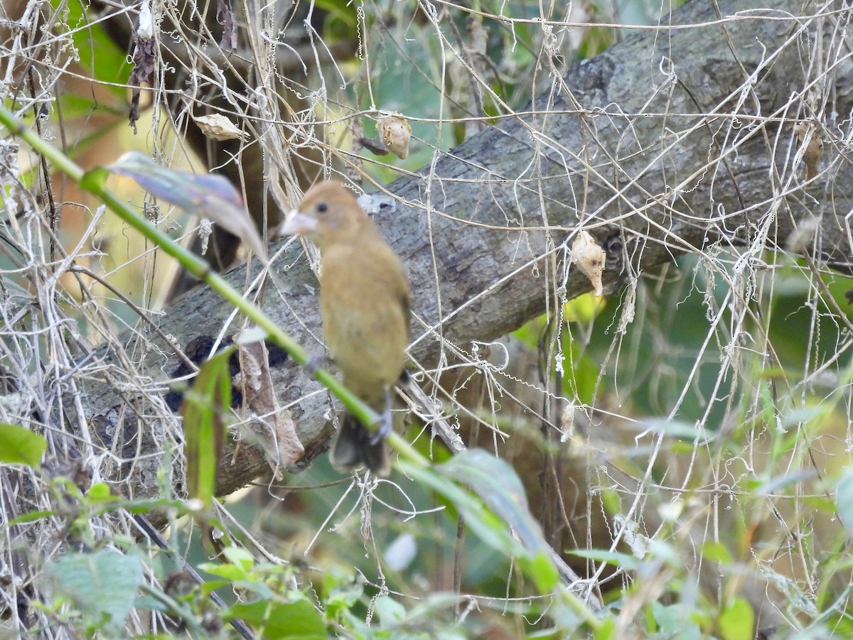 Mavi Çinte - ML650509676