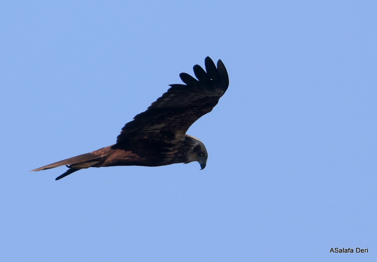 Rohrweihe - ML650510014