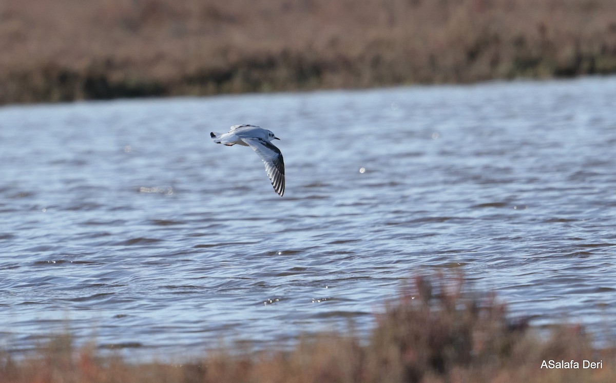 Zwergmöwe - ML650510308