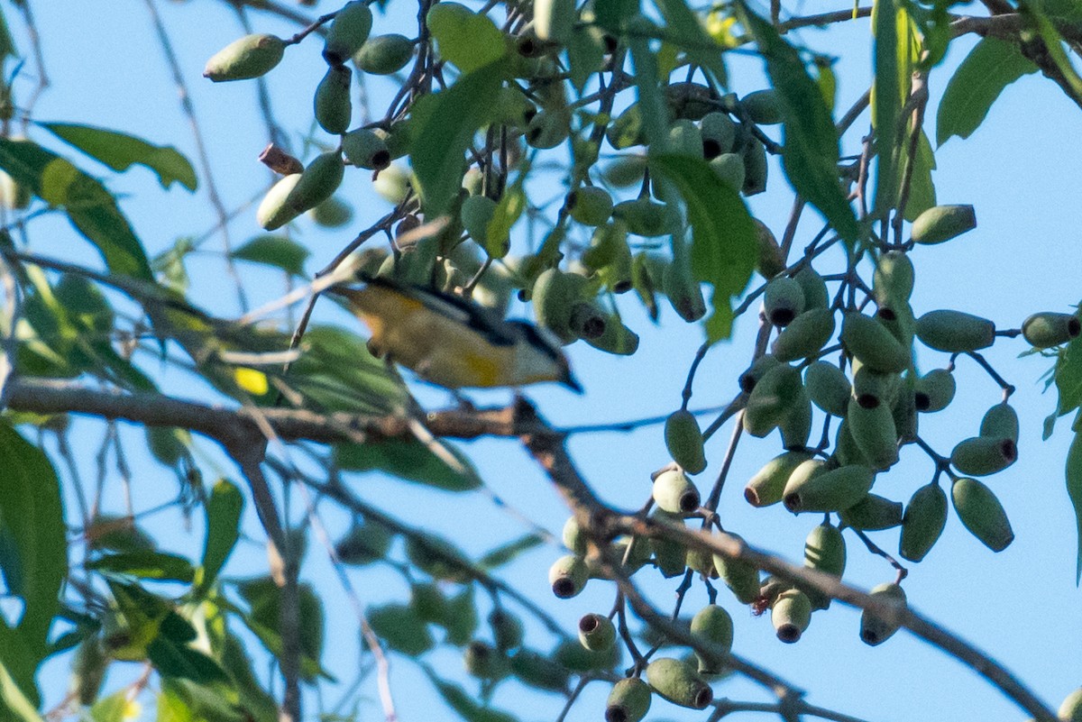 Striated Pardalote - ML65051041