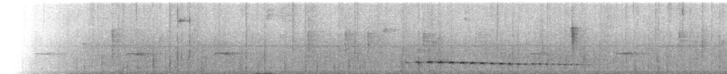 Batara gorgeret - ML650510431