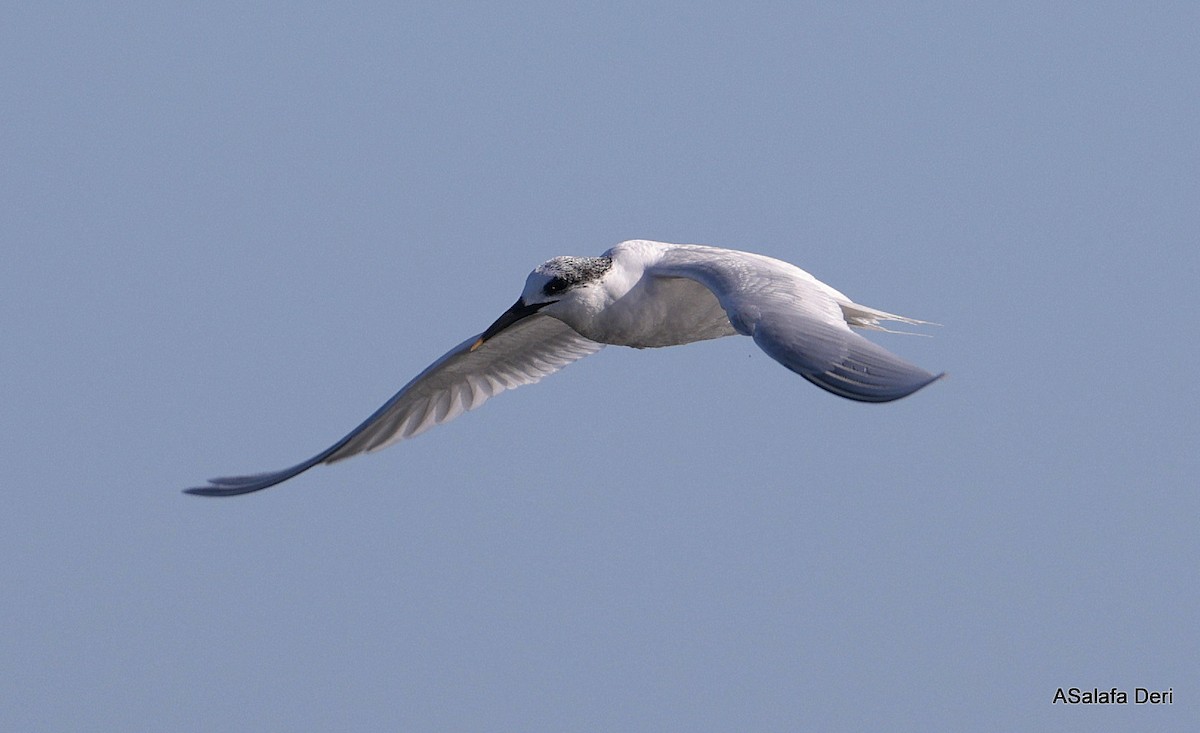 Brandseeschwalbe (sandvicensis) - ML650510453