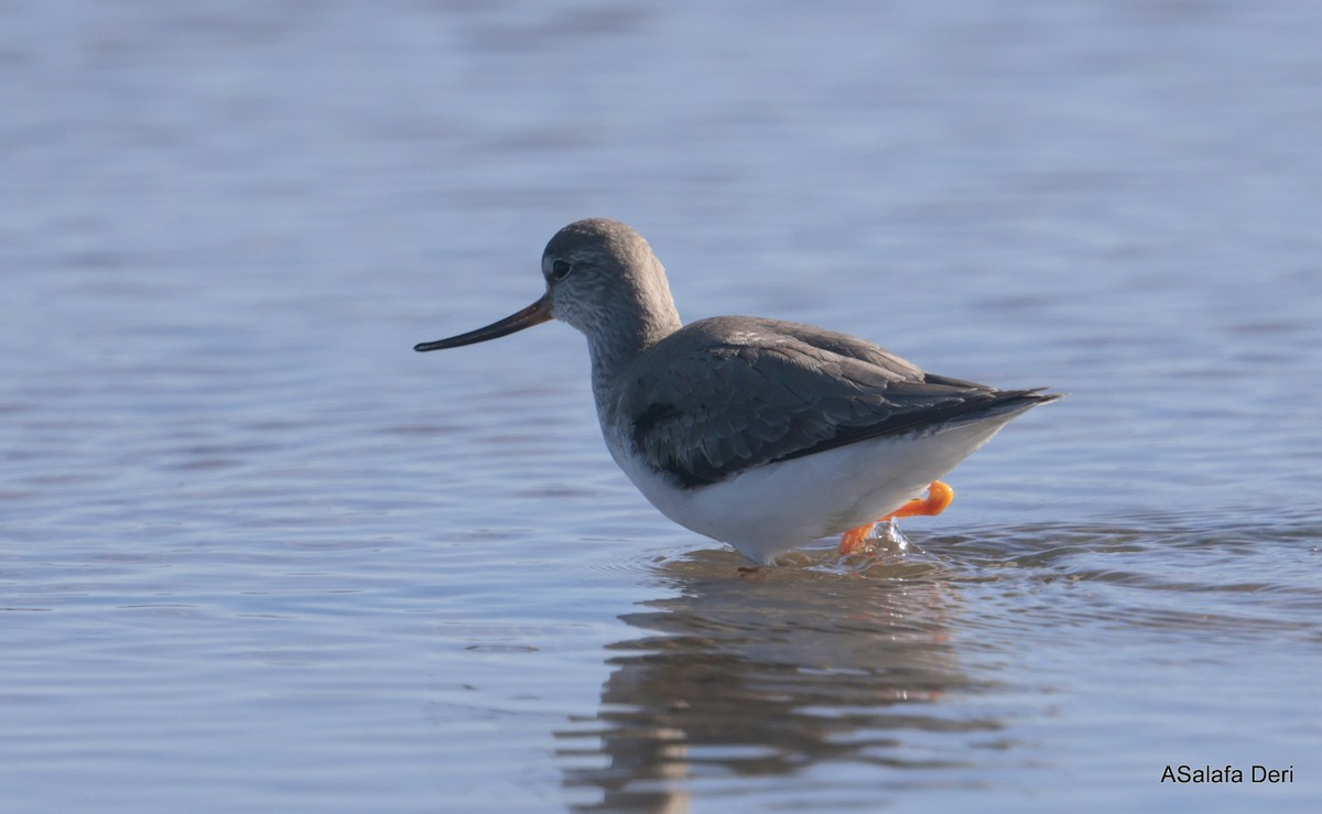 Terekwasserläufer - ML650510777