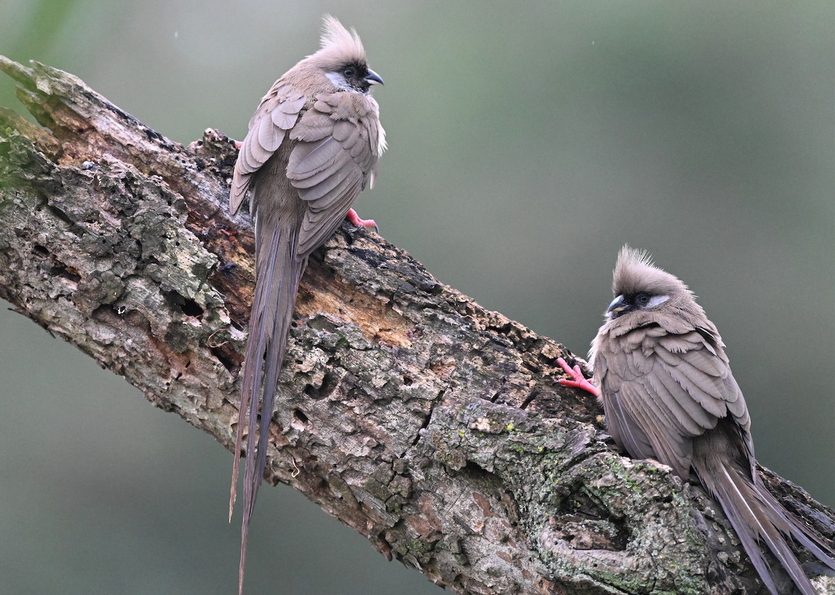 Бурокрылая птица-мышь - ML650510779