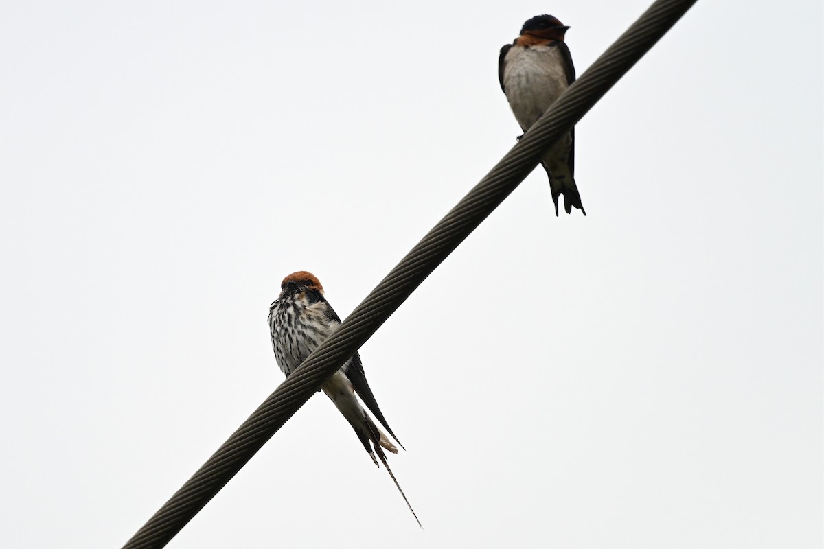 bredstripesvale - ML650510885