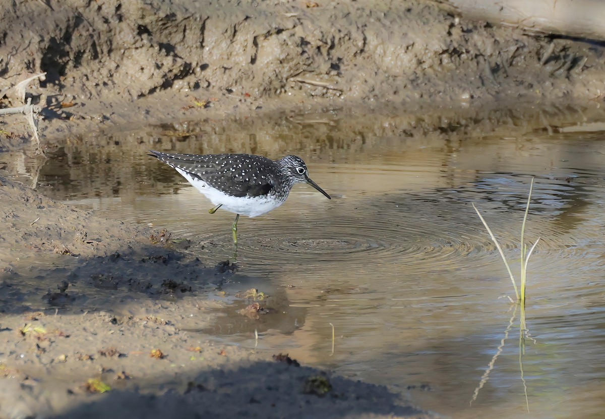 Solitary Sandpiper - ML650510887