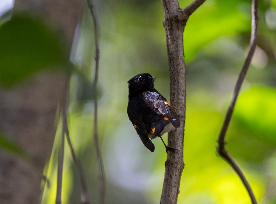 Горихвостковая древесница - ML650510890