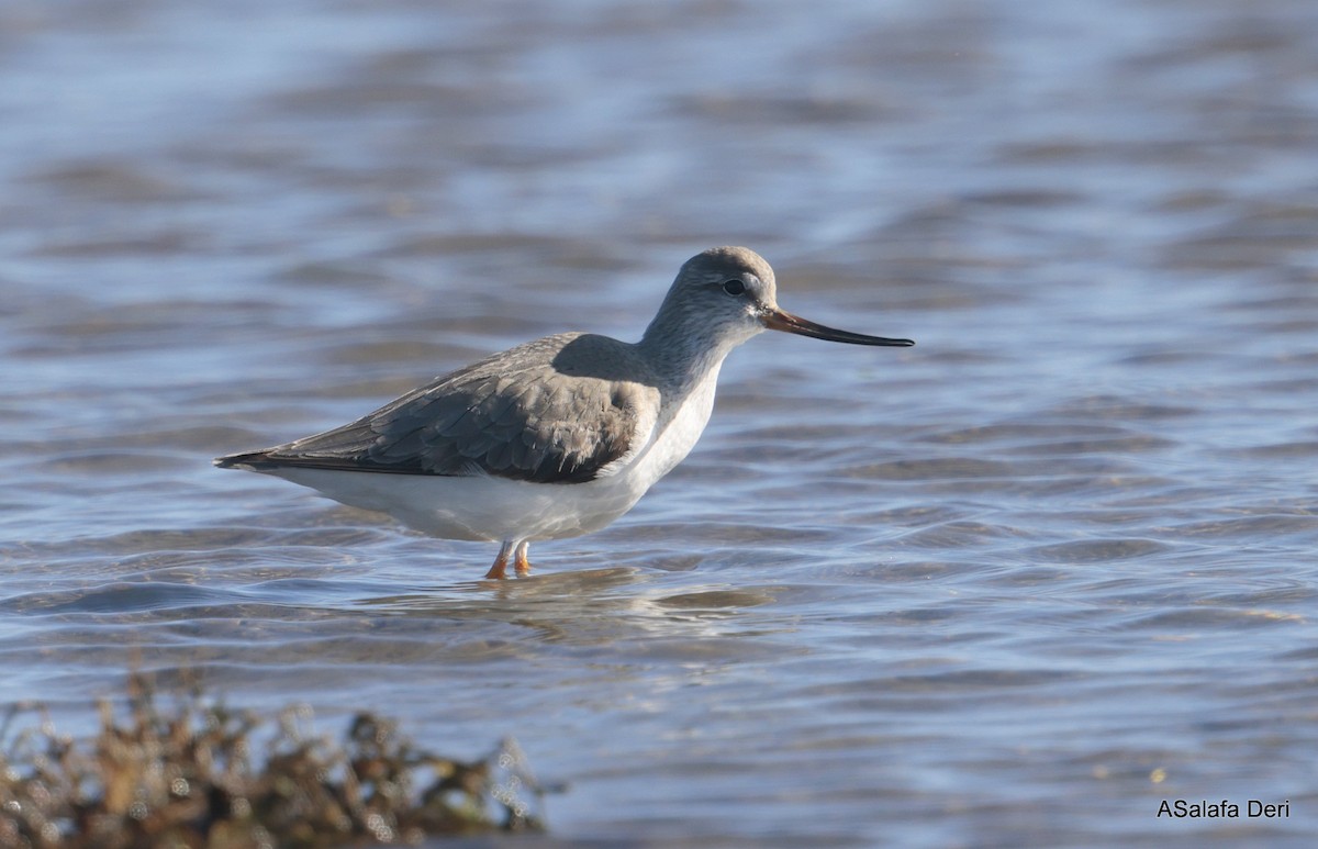 Terekwasserläufer - ML650510893