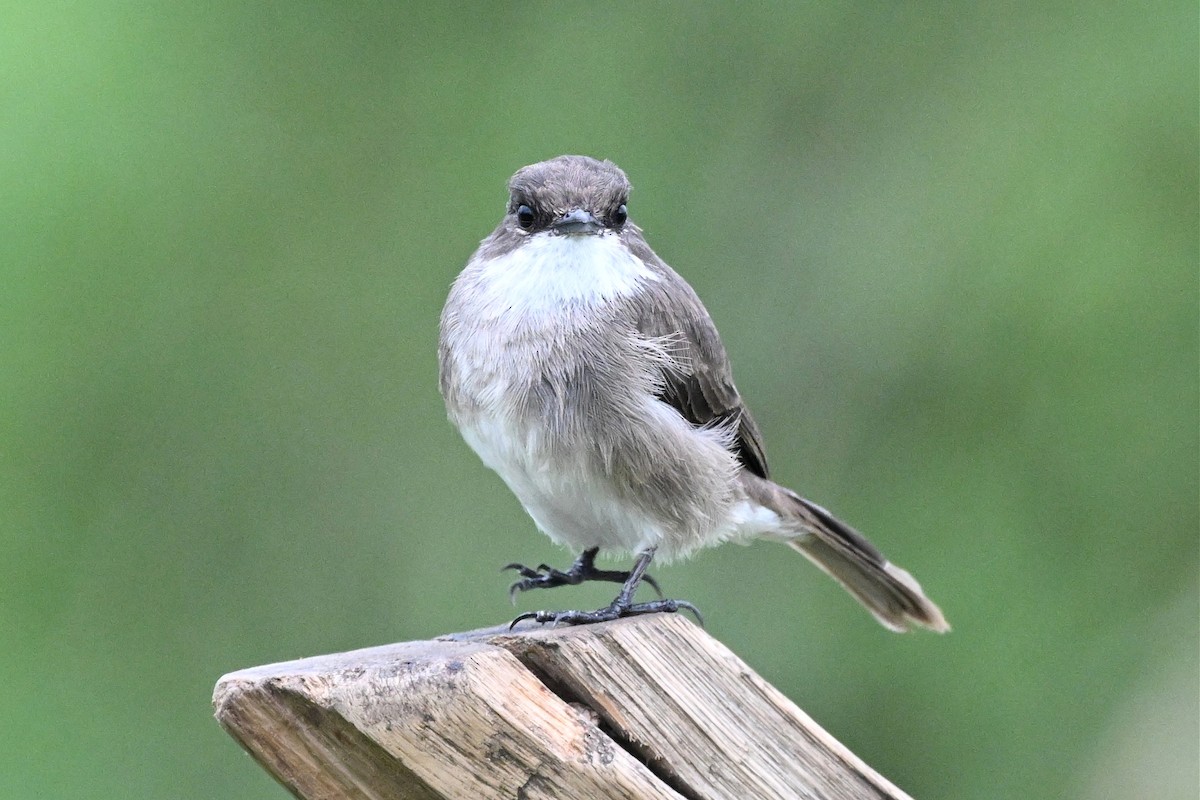 sumpfluesnapper - ML650510945