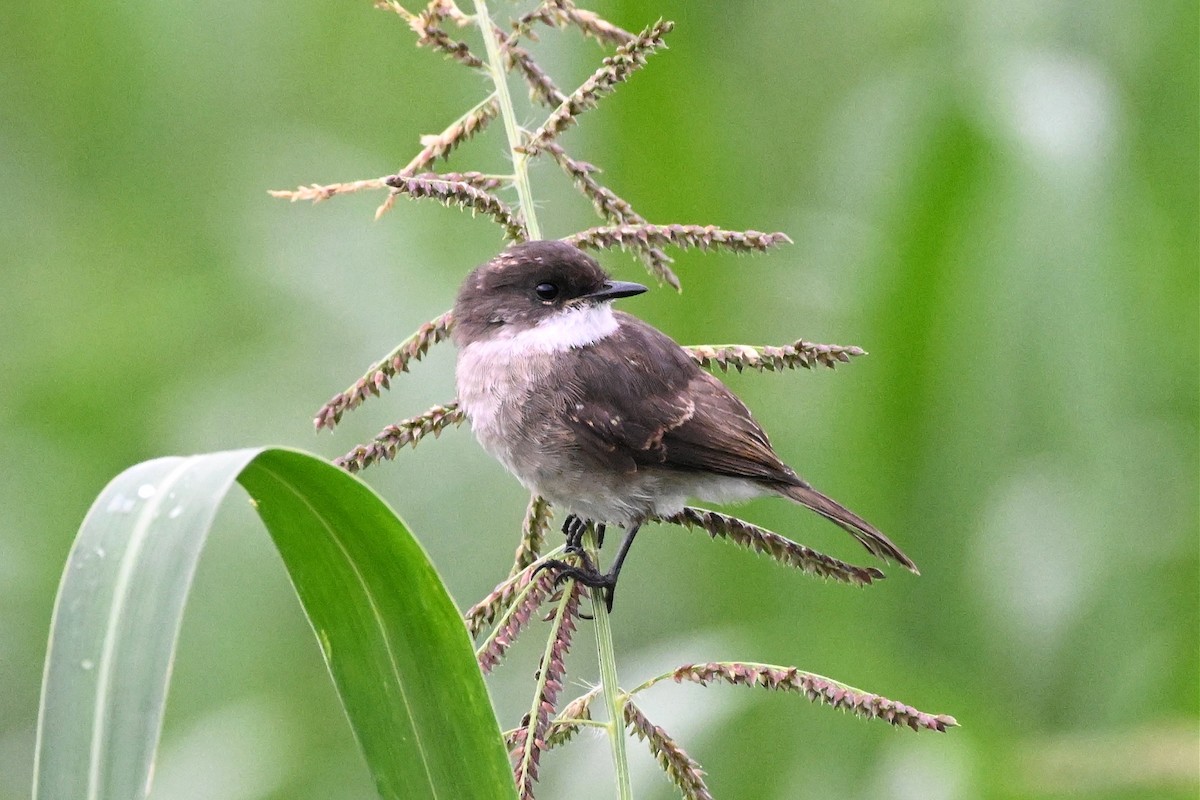 sumpfluesnapper - ML650510949