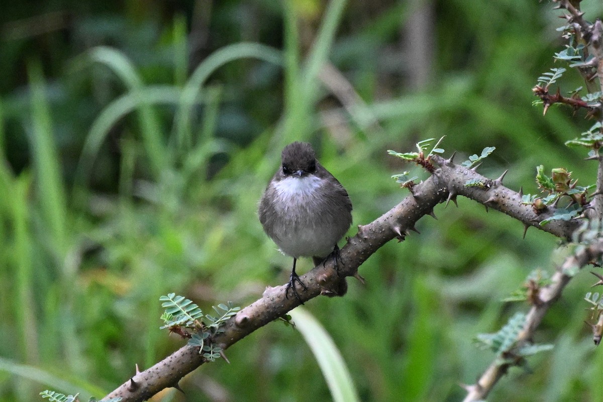 sumpfluesnapper - ML650510950