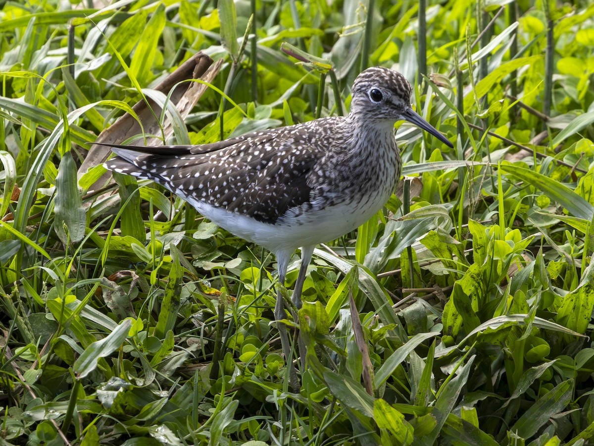 Solitary Sandpiper - ML650510954