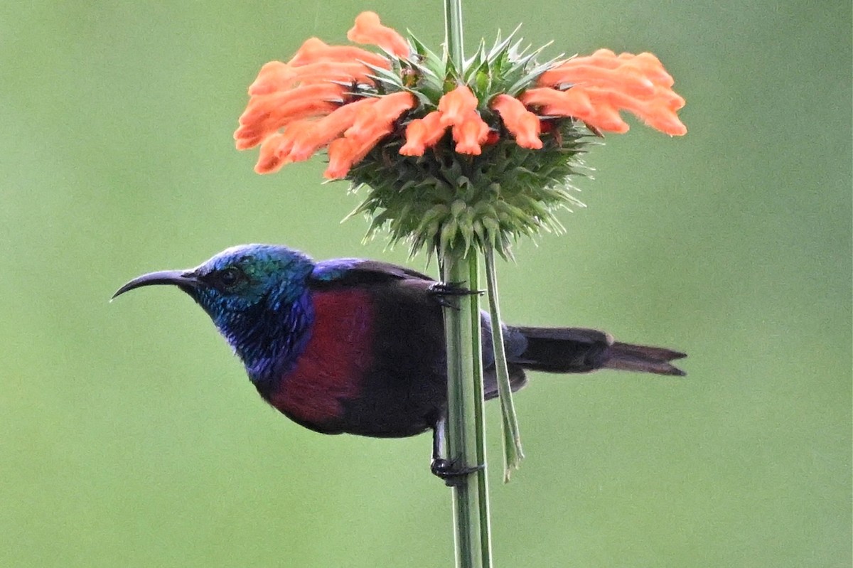 rødbrystsolfugl - ML650510957