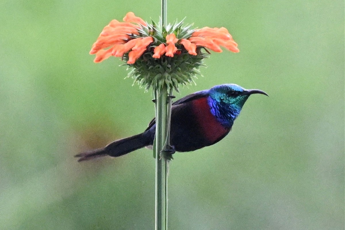 rødbrystsolfugl - ML650510969