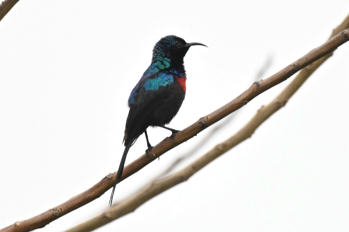 rødbrystsolfugl - ML650510971