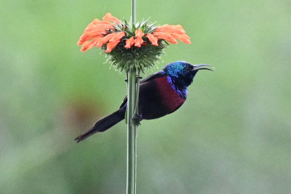 rødbrystsolfugl - ML650510975